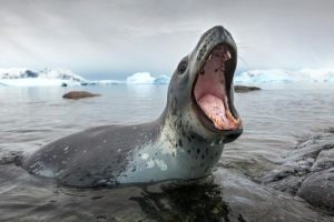 New Zealand Leopard Seals Eat Sharks for the First Time – Daily News