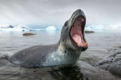 New Zealand Leopard Seals Eat Sharks for the First Time