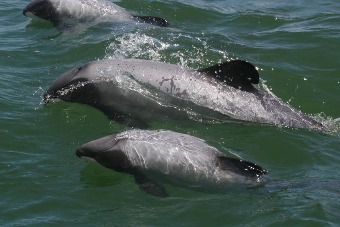 Maui Dolphin Death in Auckland Beach: A Major Loss to the Future Generation of Species