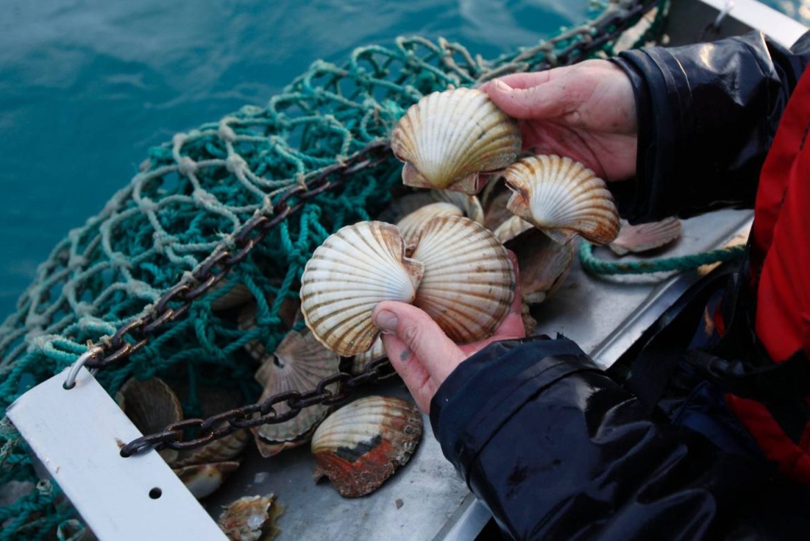 The Closure of Coromandel Scallop Fishery Is Not Enough, Say Some People